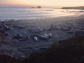 Elephant seals!!